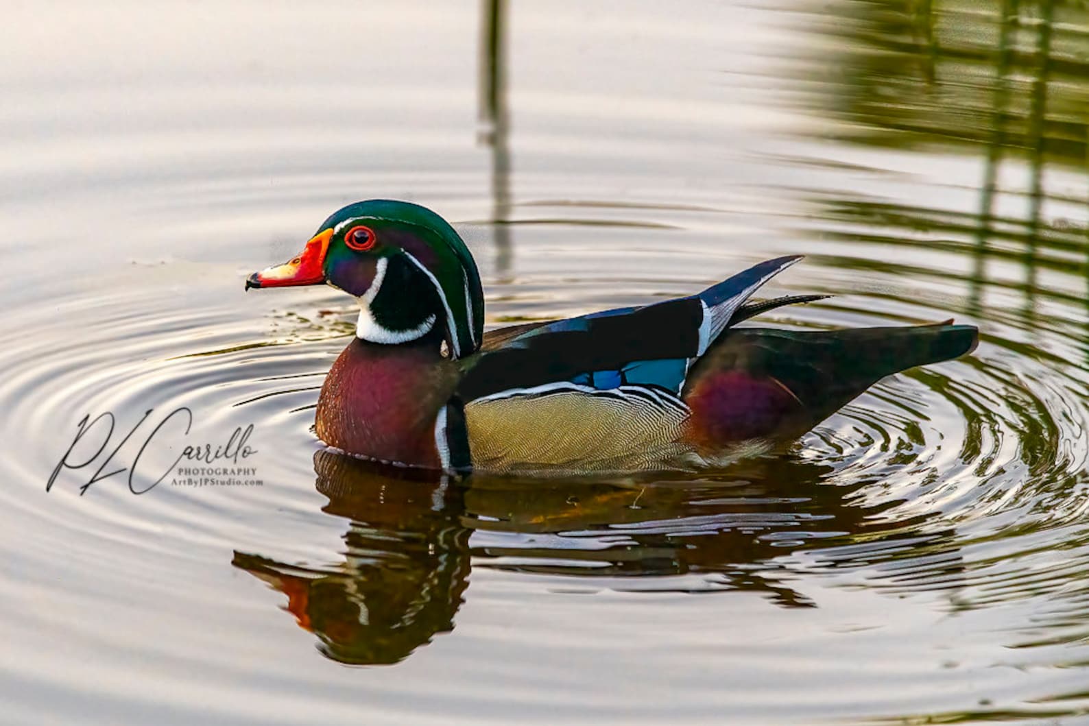The Wood Duck is One of the Most Stunningly Pretty of All North
