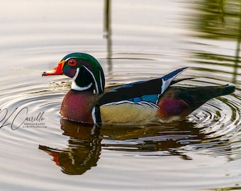 The Wood Duck is one of the most stunningly pretty of all North American waterfowl, Wood Duck Print, Wood Duck Wall Art, Wood Duck Photo
