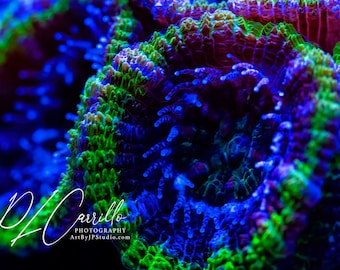 Micromussa Green coral Print, Photo for marine reef room décor, Coral Reef, Reef Aquarium Designs, Abstract Decor, Interior design