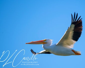 White Pelican, Coastal Birds, Florida Photography, Nature Print, Wall Art, Wildlife Photo, Bird Photography, Tropical Decor,Pelicans Picture