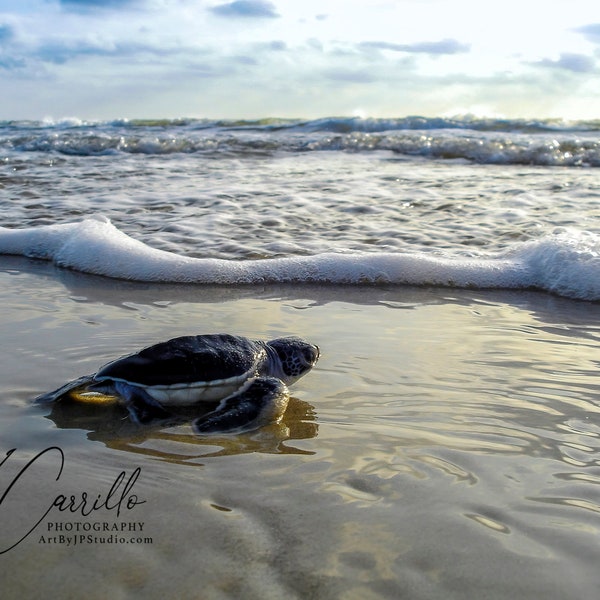 Sea Turtle Hatchling going into the sea, Sea Turtle Print, Baby Sea Turtle, Turtle Wall Art, Nature Print, Sea Turtle Photography