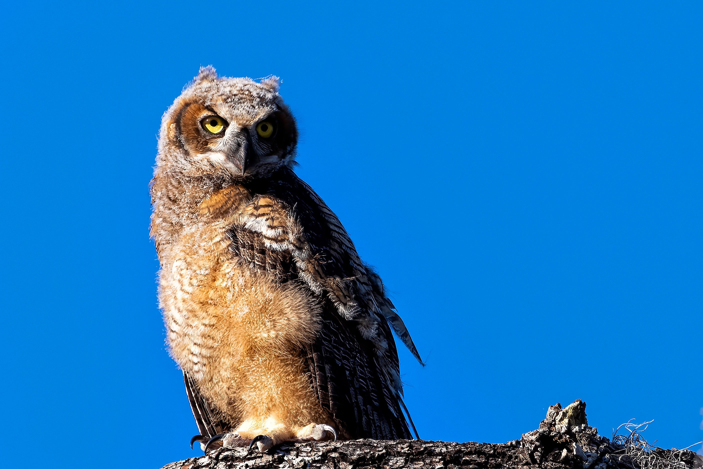 Great Horned Owl, Owl Print, Great Horned Art, Great Horned Photo, Great Horned Print, Great Horned 