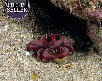 3D Printed Articulating Crab – 4x4x2in – Flexi Ocean Creature – Fun Gift - Fidget Toy