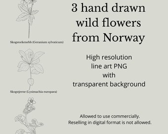 Norwegian Forest Flowers PNG – Hand-Drawn Botanical Line Art – High-Res Transparent Botanicals