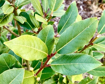 Fresh Organic Bay Leaves