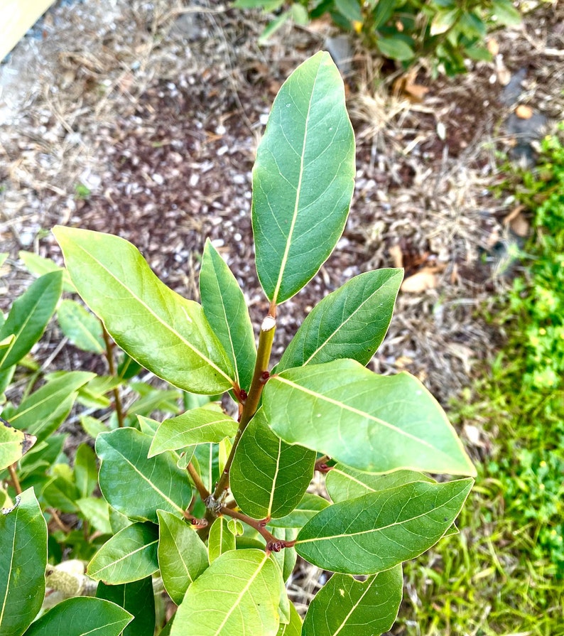 Fresh Organic Bay Leaves Etsy