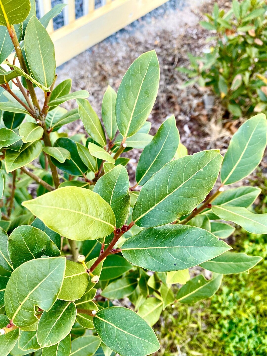 Fresh Organic Bay Leaves Etsy