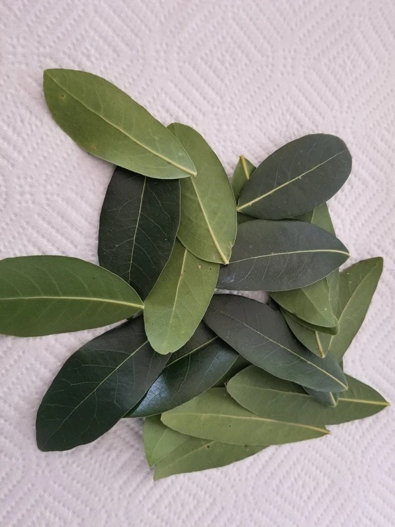 Fresh Organic Bay Leaves Etsy