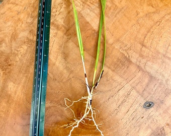 Palm Tree Seedlings