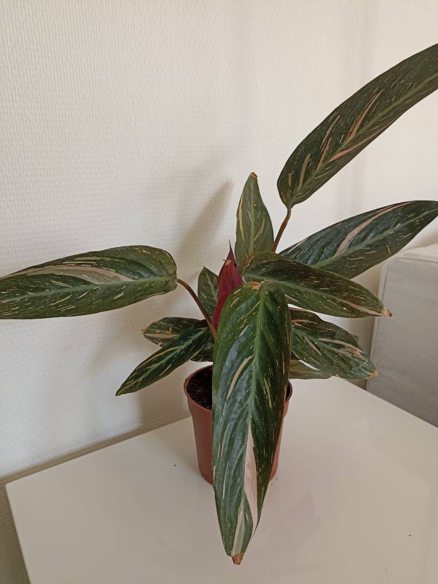 Calathea Triostar