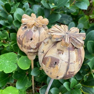 Può includere: Due ornamenti decorativi da giardino. Ogni ornamento presenta un design sferico e strutturato con una parte superiore a forma di fiore. La tavolozza dei colori comprende sfumature di beige e marrone. Gli ornamenti sono ambientati su uno sfondo di fogliame verde.
