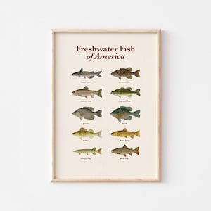 Freshwater Fish of America Poster Educational Fishing Wall Art Illustrated Fish Species Chart Digital Download
