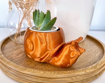Puede incluir: Una pequeña planta suculenta en una maceta con forma de caracol de terracota. La maceta es de color naranja claro y tiene un diseño detallado de concha de caracol. La maceta está sobre una bandeja de madera.