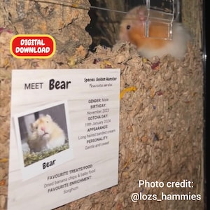 May include: A digital download information card for a golden hamster named Bear, featuring a photo, species, birth date, and personality details. The card is placed inside a hamster enclosure with wood shavings and a live golden hamster visible.