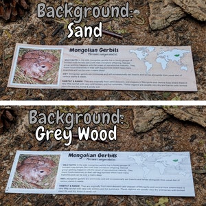 Puede incluir: Dos carteles informativos sobre los jerbos mongoles. El cartel superior tiene un fondo arenoso y el cartel inferior tiene un fondo de madera gris. Ambos carteles muestran un mapa del mundo con un punto verde que indica el h&aacute;bitat nativo del jerbo mongol. Los carteles tambi&eacute;n incluyen una foto de un jerbo mongol y texto sobre su dieta, h&aacute;bitat y rango.