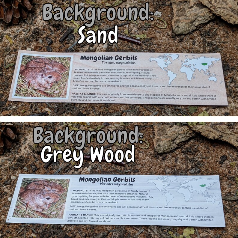 Puede incluir: Dos carteles informativos sobre los jerbos mongoles. El cartel superior tiene un fondo arenoso y el cartel inferior tiene un fondo de madera gris. Ambos carteles muestran un mapa del mundo con un punto verde que indica el h&aacute;bitat nativo del jerbo mongol. Los carteles tambi&eacute;n incluyen una foto de un jerbo mongol y texto sobre su dieta, h&aacute;bitat y rango.