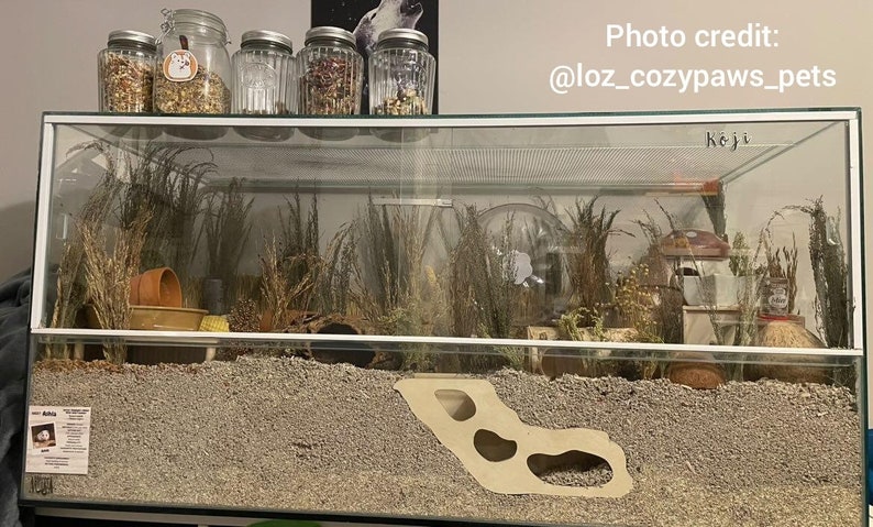 Puede incluir: Una jaula de cristal para h&aacute;mster con sustrato de arena, una escondite de madera y una variedad de plantas y decoraciones. La jaula es de dos niveles y tiene una tapa de cristal transparente. El texto "Koji" est&aacute; escrito en la parte superior de la jaula.