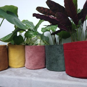 Peut inclure: Cinq pots de plantes en velours côtelé de couleurs différentes avec diverses plantes d'intérieur. Les pots sont jaune moutarde, vert foncé, rose et rouge.