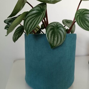 Peut inclure: Une plante de Peperomia aux feuilles vertes et argentées rayées dans un pot en velours côtelé bleu sarcelle. La plante a des tiges rouge foncé et est posée sur un fond blanc. Le pot est de forme cylindrique.