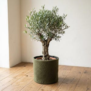 Könnte beinhalten: Ein Olivenbaum mit einem strukturierten, knorrigen Stamm und kleinen, länglichen, silbrig-grünen Blättern. Der Baum steht in einem zylindrischen Topf, der mit einer dicken, flauschigen, olivgrünen Stoffhülle im Sherpa-Stil ummantelt ist.