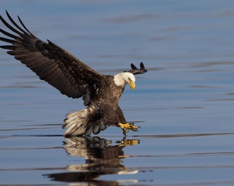 The catch of the king II