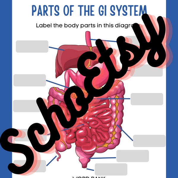 Digestive System Diagram - Etsy