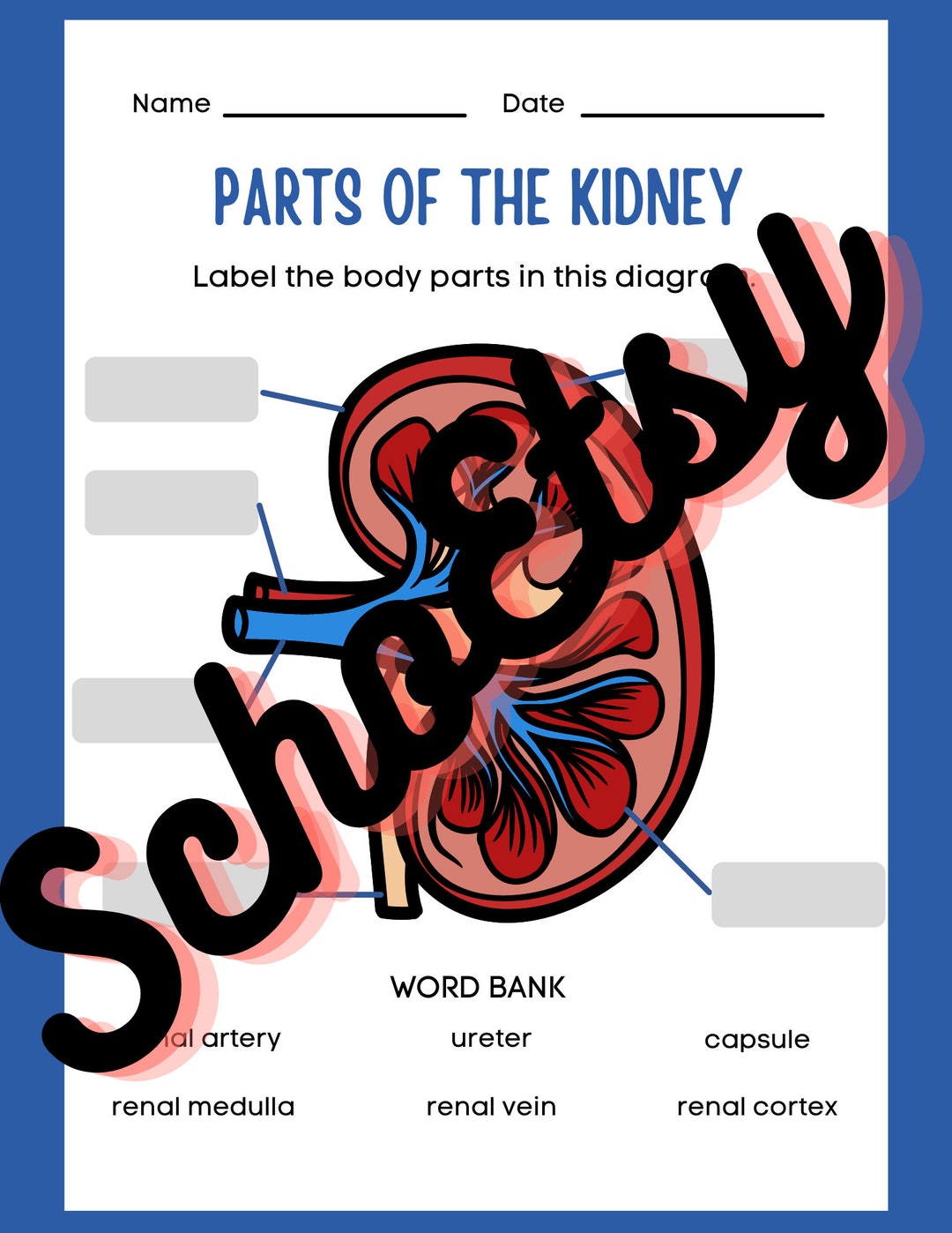 Parts of the Kidney labeling/diagram Etsy