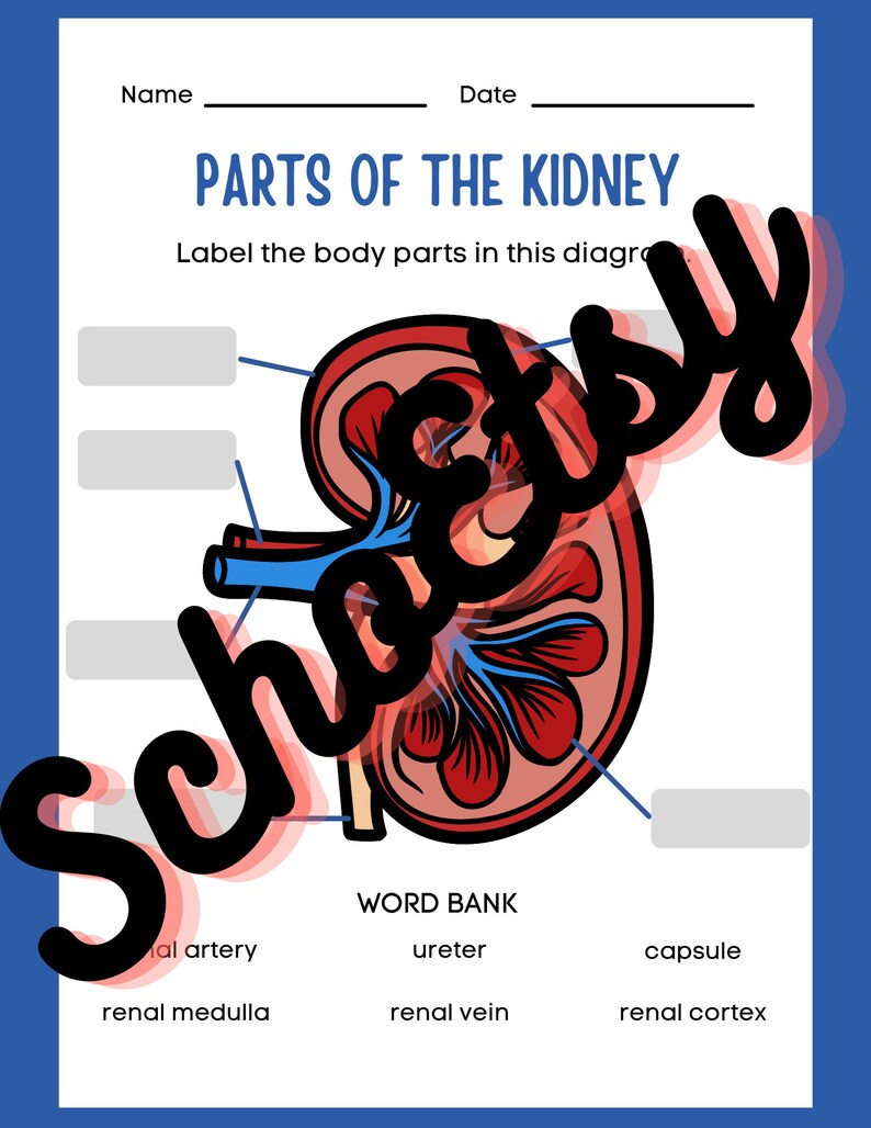Parts of the Kidney labeling/diagram Etsy