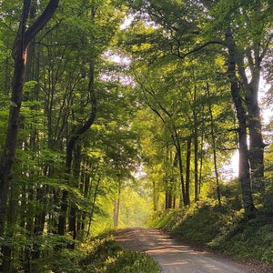 May include: A dirt road winds through a lush green forest, with sunlight filtering through the trees.