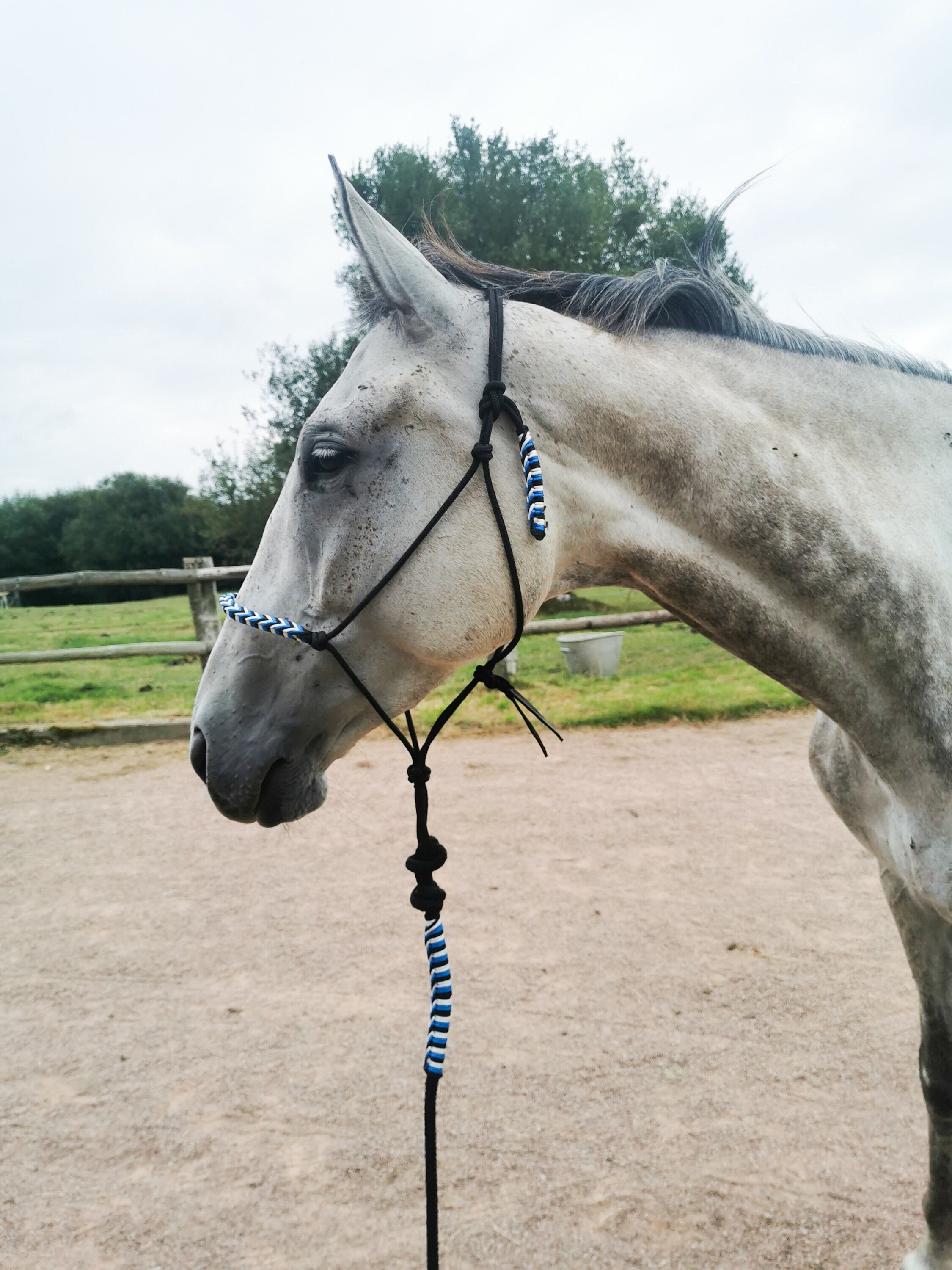 Arrow - Licol Éthologique Tressé Personnalisé