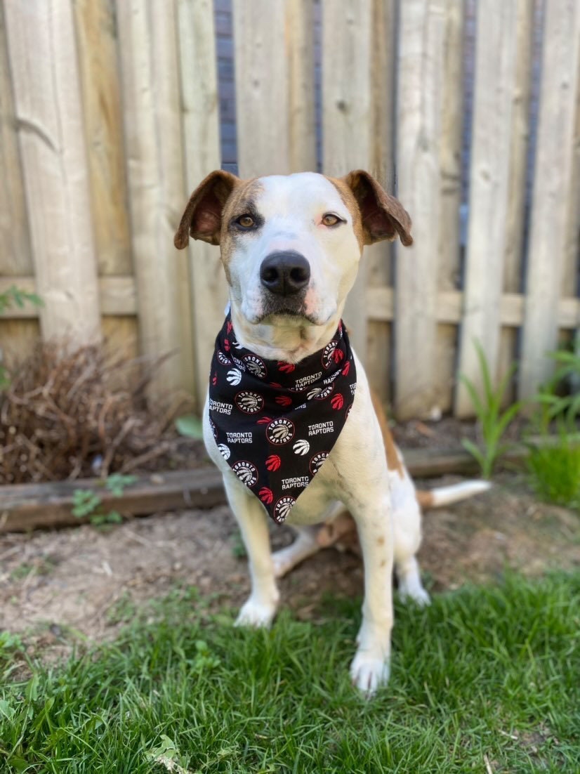 Toronto Raptors Dog Bandana Toronto Raptors Key Wristlet Key Fob Cat Bandana Etsy Canada