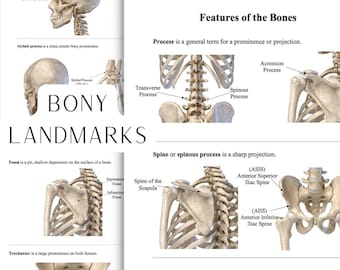 Features of the Bones, Bony Landmarks, Bony Projections, Digital Worksheet and Study Guide, MBLEx Review,