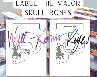Label the Major Bones of the Skull, Cranial Bones, Digital Worksheets, Practice, Study,
