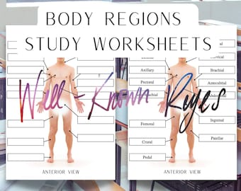 Body Regions Worksheet, Abdominal Regions, Body Cavities, Anterior & Posterior Views, Digital Worksheet, Practice, Labeling,