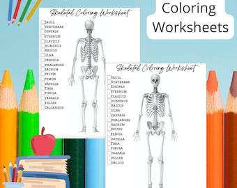 Skeletal System Coloring Worksheets, Major Bones, Color the Major Bones of the Skeletal System