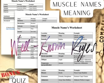 Muscle Names' Study Guide, Understand the Muscular System's Location, Fiber Direction, Action, Shape, Number, Size, Position, & Attachment