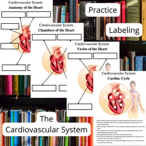 Herz-Kreislauf-System Arbeitsblätter, Lernen, Üben und Auswendiglernen der Anatomie, Strukturen, Kammern, Klappen und Herzzyklus