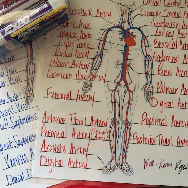 Circulatory System: Major Arteries, Major Veins, Dry Eraser Worksheets, Anatomy & Physiology, Learning, Made Easy, Study Work Sheets, Fun