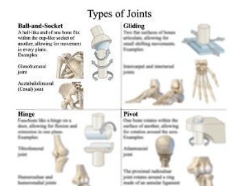 Feuille de travail du guide d'étude sur les types d'articulations, Articulations synoviales, massothérapie, soins infirmiers, étudiants, anatomie et physiologie,