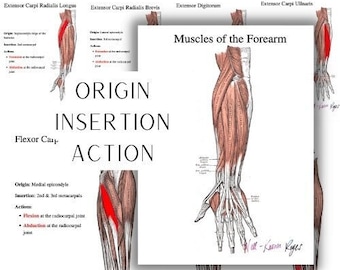 Flexors and Extensors of the Wrist and Fingers, Muscles of the Forearm Study Guide, Origins, Insertions, and Actions,