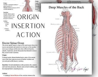 Deep Muscles of the Back Study Guide and Worksheet, Erector Spinae Group, Transversospinalis Group, Suboccipitals,