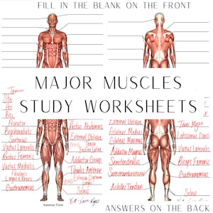 Spierstelsel, Grote spieren, Anatomie en fysiologie, Studiewerkbladen, Digitale download, Vooraanzicht, Achteraanzicht