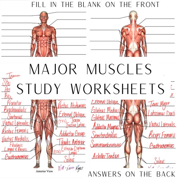 Muskulatur, Muskulatur, Anatomie & Physiologie, Studienarbeitsblätter, digitaler Download, Ansicht von vorn, Ansicht von hinten