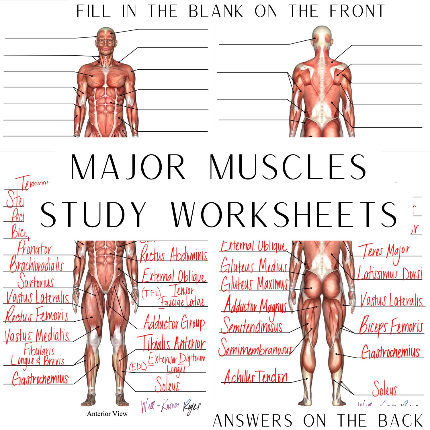 Muscular System Major Muscles Anatomy & Physiology Study - Etsy