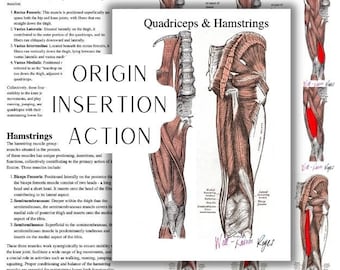 Quadriceps and Hamstrings Worksheet and Study Guide, Muscles of the Thigh, Origins, Insertions, and Actions
