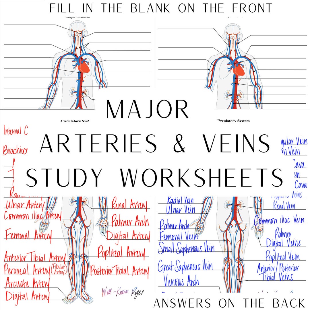 Circulatory System Major Arteries & Major Veins Digital - Etsy