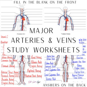 Circulatory System Major Arteries & Major Veins | Digital Worksheets | Study Worksheets | Label the Major Arteries Major Veins