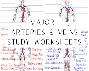 Circulatory System Major Arteries & Major Veins | Digital Worksheets | Study Worksheets | Label the Major Arteries Major Veins