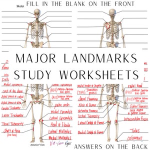 Skeletal System, Major Landmarks, Bony Landmarks, Anatomy & Physiology, Study Worksheets, Digital Download, Anterior View, Posterior View