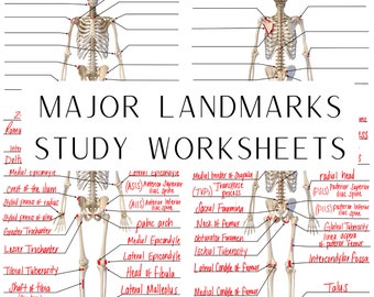 Skeletal System, Major Landmarks, Bony Landmarks, Anatomy & Physiology, Study Worksheets, Digital Download, Anterior View, Posterior View